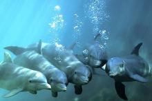 تبلت آبی ویژه دلفین ها هم از راه رسید