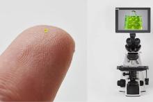 کیف&zwnj;دستی 