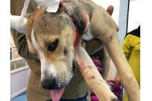 انتقاد کاربران به انتشار تصویر جنجالی عمل زیبایی یک سگ خانگی