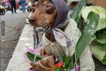 انتشار گسترده&zwnj;ی تصاویر سگ&lrm; فروشنده در فضای مجازی