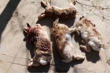 انتشار این عکس تلخ شکارچیان بی رحم را گرفتار کرد