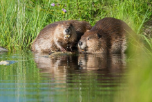 سگ‌های آبی اینترنت یک شهر در کانادا را به مدت ۳۶ ساعت قطع کردند 