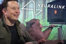 ایلان ماسک: میمون‌هایی که در مغزشان تراشه نورالینک قرار گرفت، در حال مرگ بودند!