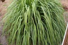 گیاهی موثر در تقویت سیستم ایمنی