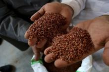 گران قیمت‌ترین برنج جهان کجا کشت می‌شود؟