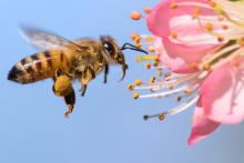 ارتباط باکتری روده و حافظه زنبور