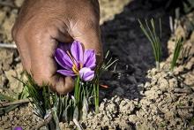 دوستی اینستاگرامی یک میلیارد تومان برای مرد خراسانی آب خورد