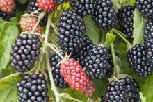 پنج خوراکی سیاه رنگ که باید در رژیم غذایی خود بگنجانید