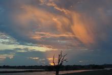 کشف تیاتونوکوریس با قدمت ۵۰۰ میلیون سال