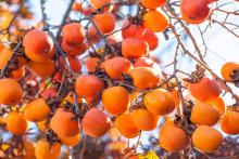 این میوه پاییزی برای تقویت سیستم ایمنی بدن موثر است