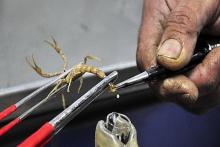 زهر این حیوان کرونا را درمان خواهد کرد