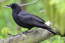 چرا کلاغ‌ها در تهران زیاد شدند؟