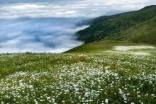 دشت بابونه&zwnj;های سفید کجاست؟