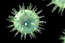 ویروسی که ۹۰ درصد بزرگسالان جهان را مبتلا می&zwnj;کند