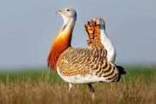 میش مرغ در معرض انقراض است