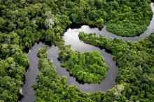 آخرین وضعیت جستجو برای یافتن دختربچه هفت ساله&zwnj;ای که در جنگل گم شده بود