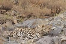 عکس‌های اینستاگرامی شکارچی پلنگ بعد از ۲ سال او را لو داد