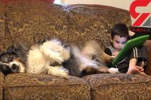 فیلم بازی های جالب پسر 3 ساله با سگ خانه میلیون ها بازدید داشته است