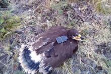 هزینه نجومی رومینگ برای عقابی که از روسیه و قزاقستان به ایران آمد!