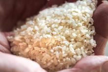 روش تشخیص برنج تقلبی از برنج طبیعی