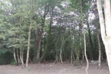 2 موتور سوار دختر 14 ساله را پشت شمشادهای پارک بردند