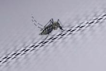 خون انسان برای پشه‌ها کشنده می‌شود