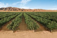 از بین رفتن ۹۰ درصد محصولات پسته به دلیل گرما