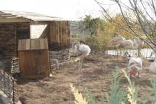 ویلای شخصی، آقای رییس در باغ وحش مشهد!