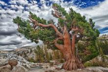 موجوداتی که نمی‌میرند و تا ابد زنده اند (+تصاویر)