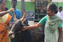 این زن بیوه با گاو نر به حجله رفت