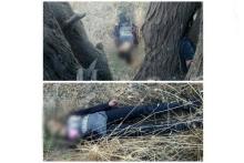 عکس دختر سنندجی که با روسری از یک درخت آویزان بود!