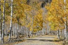 بزرگ‌ترین موجود کره زمین با عمر ۸۰ هزار سال می‌میرد