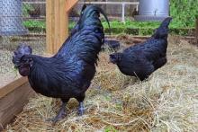 مرغ و خروس 20 میلیون تومانی هم به بازار آمد