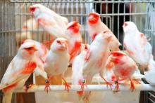 زندگی عجیب مردی که زن و بچه و زندگی‌اش را فدای قناری کرد