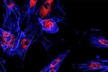 تولید تراشه&zwnj;های کامپیوتری از بدن انسان!