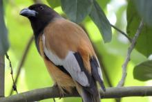 با تنها پرنده سمّی که تاکنون کشف شده، آشنا شوید