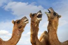 برخورد قطار مشهد-اصفهان با یک گله شتر در امروان دامغان