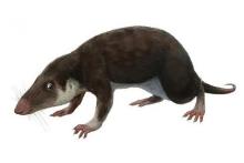 جد پستانداران چه شکلی بوده است؟