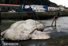کشف سنگین‌ترین ماهی استخوانی در تاریخ