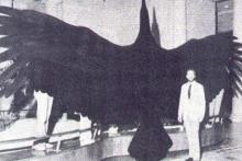 تصاویر اعجاب آور پنج پرنده ماقبل تاریخ