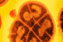 مریخی‌های خطرناک که حیات زمین را تهدید می‌کنند!