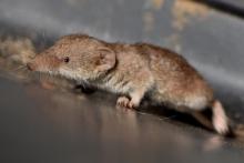 پستاندار جدیدی که پس از یک قرن در انگلیس کشف شد!