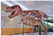 چرا تی‌رکس چنین بازوهای کوچکی داشته‌است؟