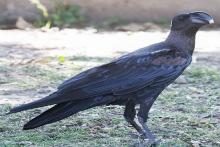 منقار عجیب و استثنایی بزرگترین کلاغ جهان