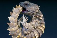 تصویر کمتر دیده شده از مارمولک‌ شگفت انگیز اژدها