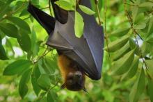 گزارش ترسناک از خطر خفاش‌های در کمین انسان!