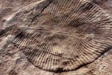 کشف فسیلی که دانسته‌های اولین انقراض را به چالش می‌کشد