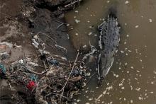 زندگی هیولای ماقبل تاریخ در رودخانه‌ای پر از زباله