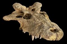 کشف تمساح شاخدار غول‌پیکر در روسیه