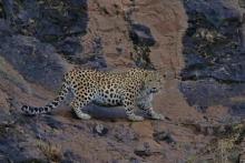 مشاهده هشت قلاده پلنگ در این استان